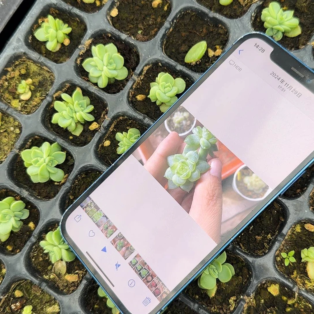 绿珍妮 中苗穴一个满25包邮