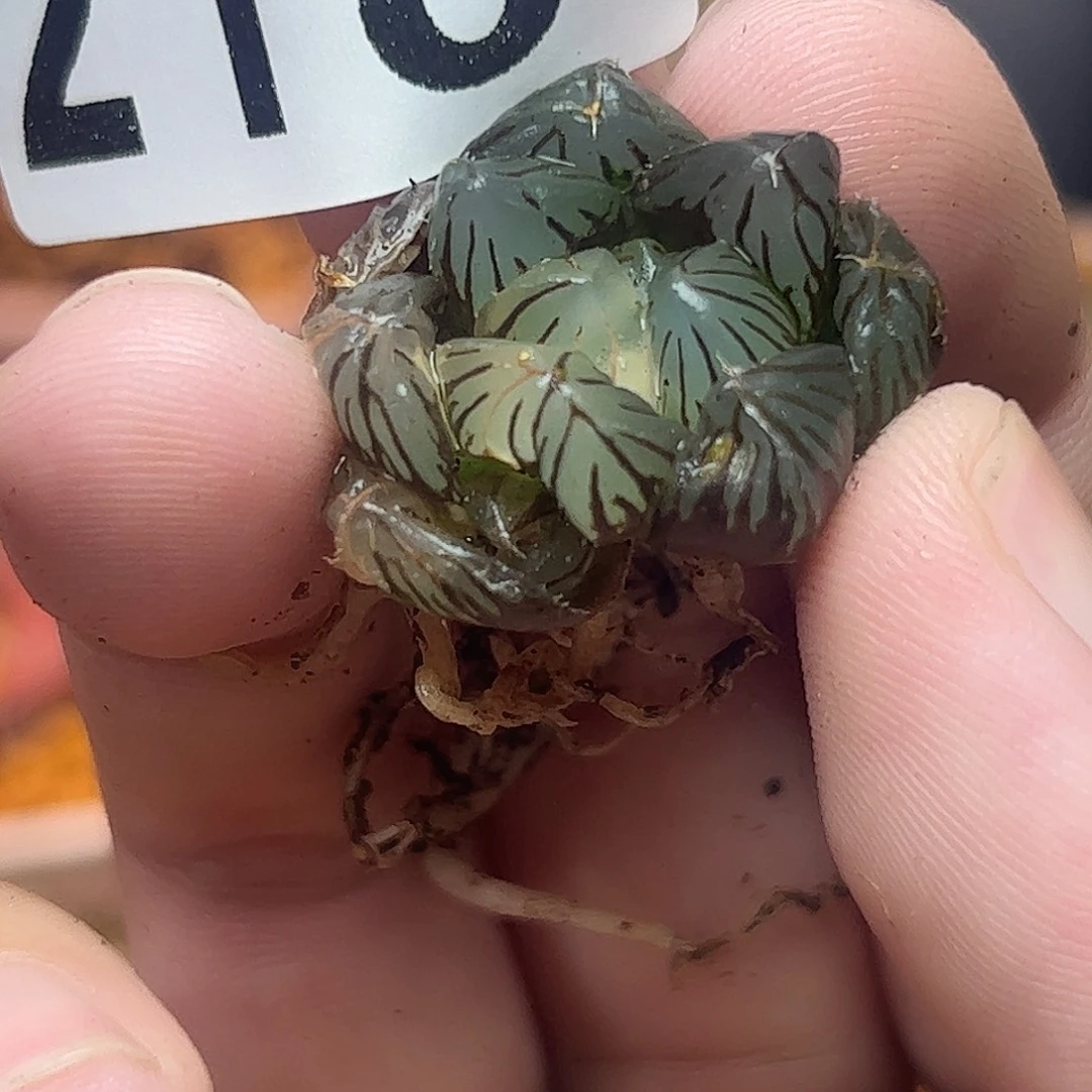 218红红火火恍恍惚惚