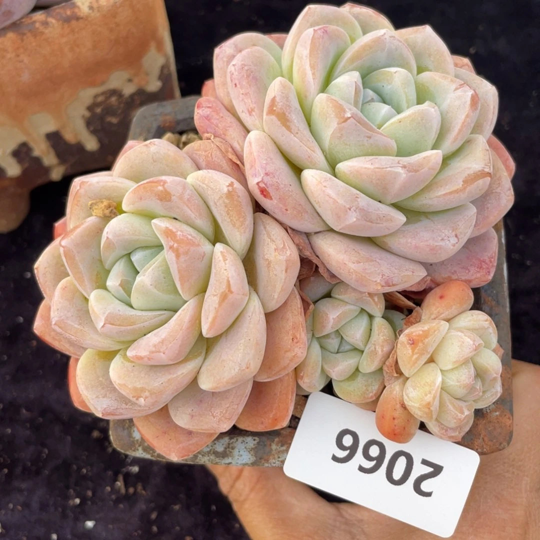 2066冰玉群生多肉植物老桩