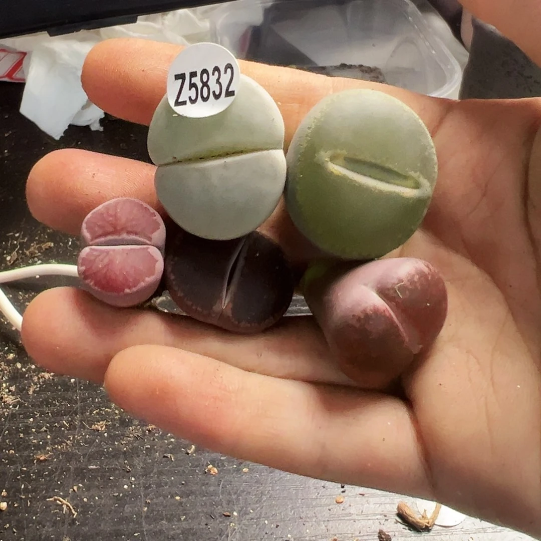 编号Z5832五个！！！！！