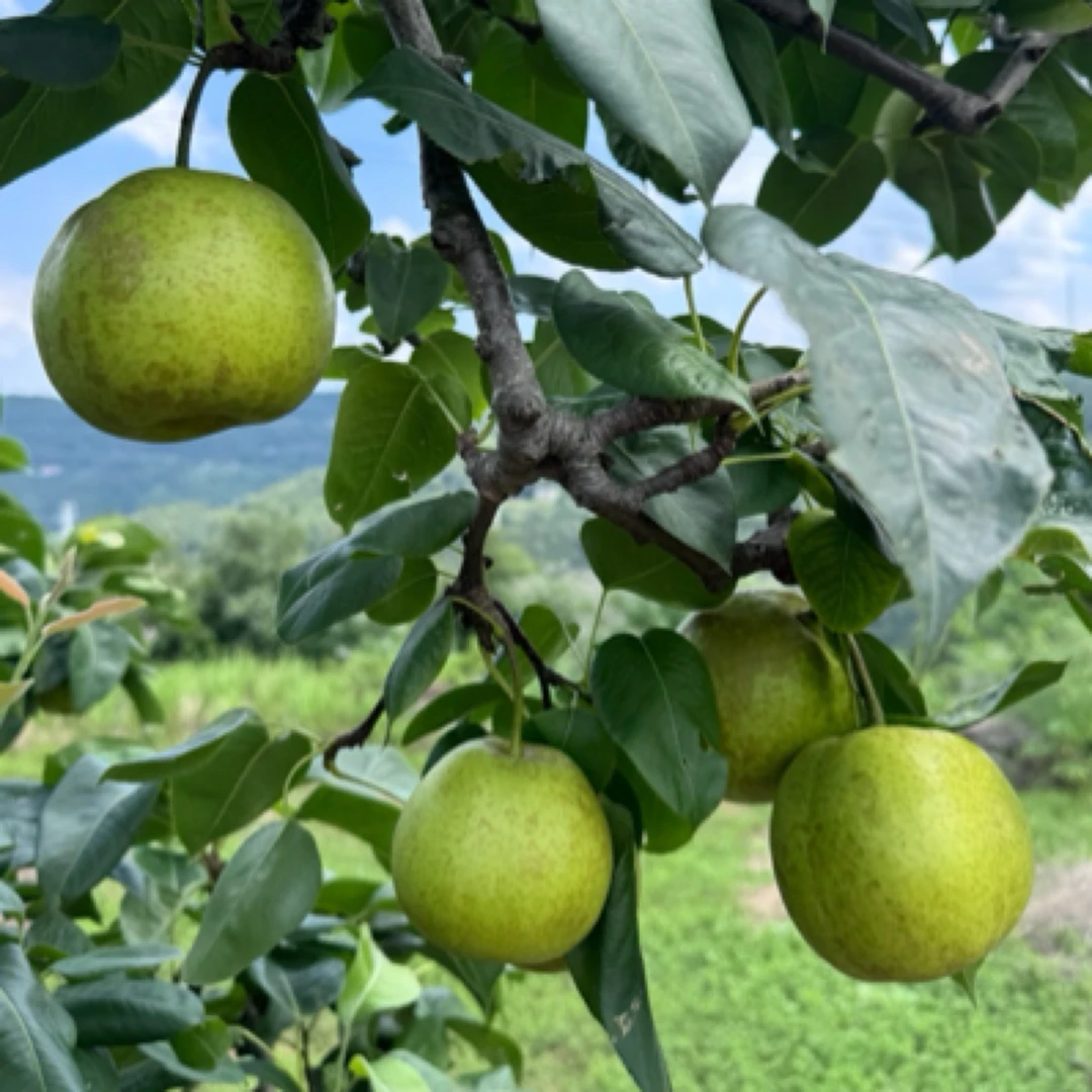 广元苍溪翠冠梨香甜爆汁