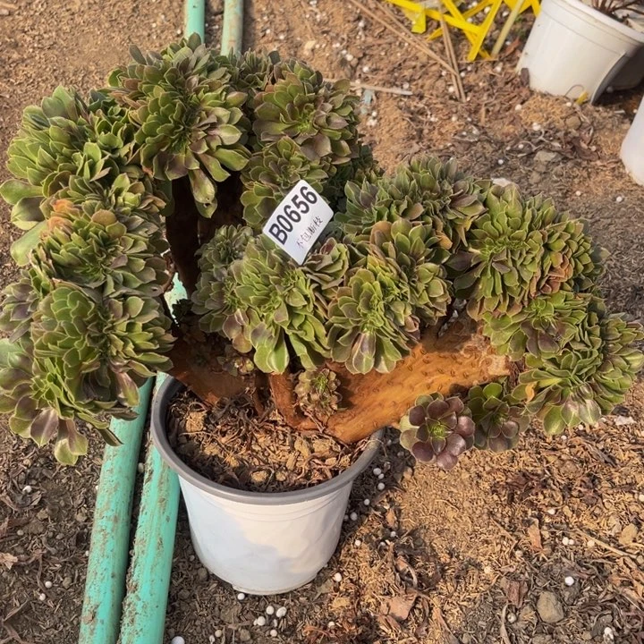 656 多肉法师不包断枝