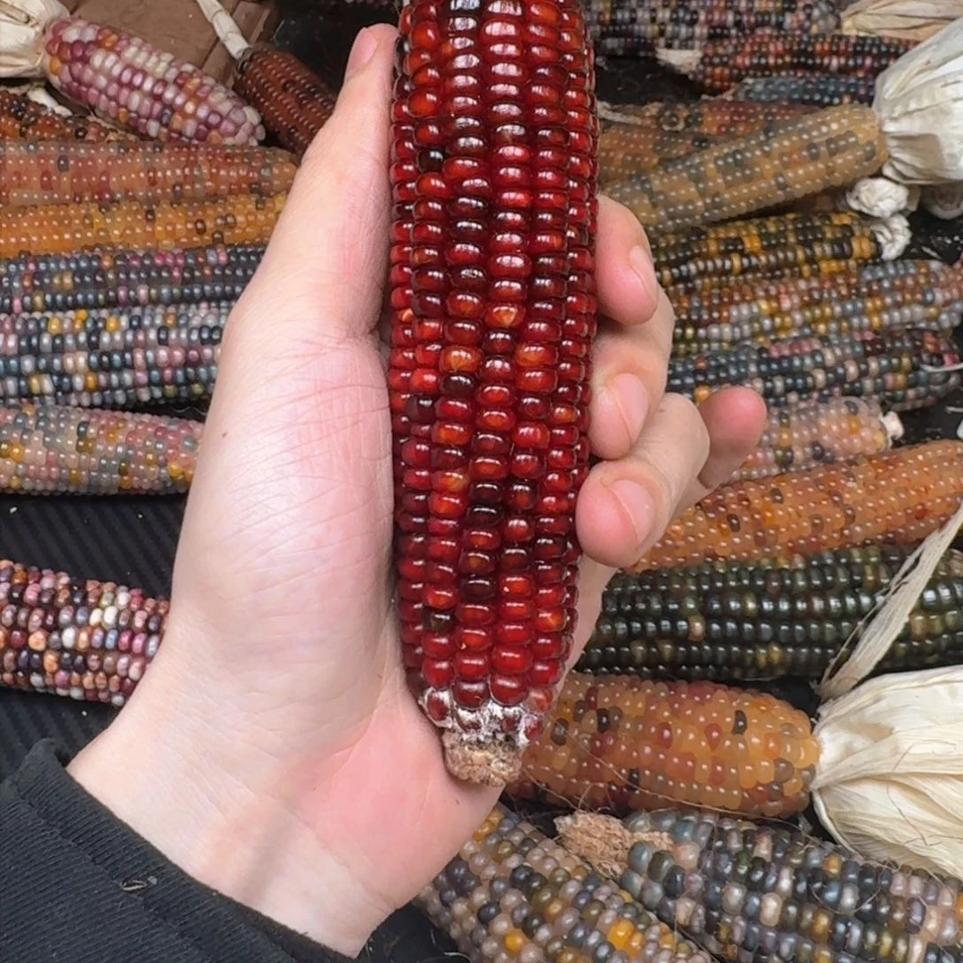 柏香籽/百香籽吊坠彧*