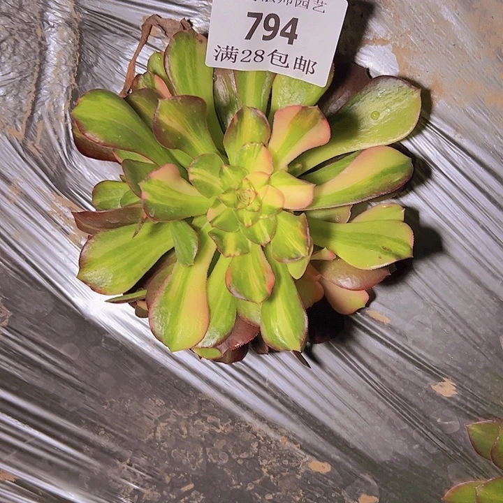 794绍修七彩多肉植物