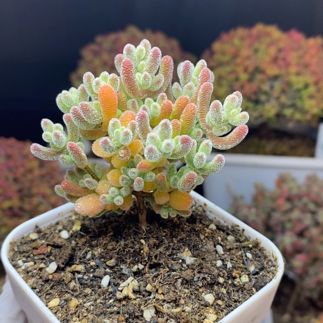 专***属无花朵1号优选冰晶（直杆）