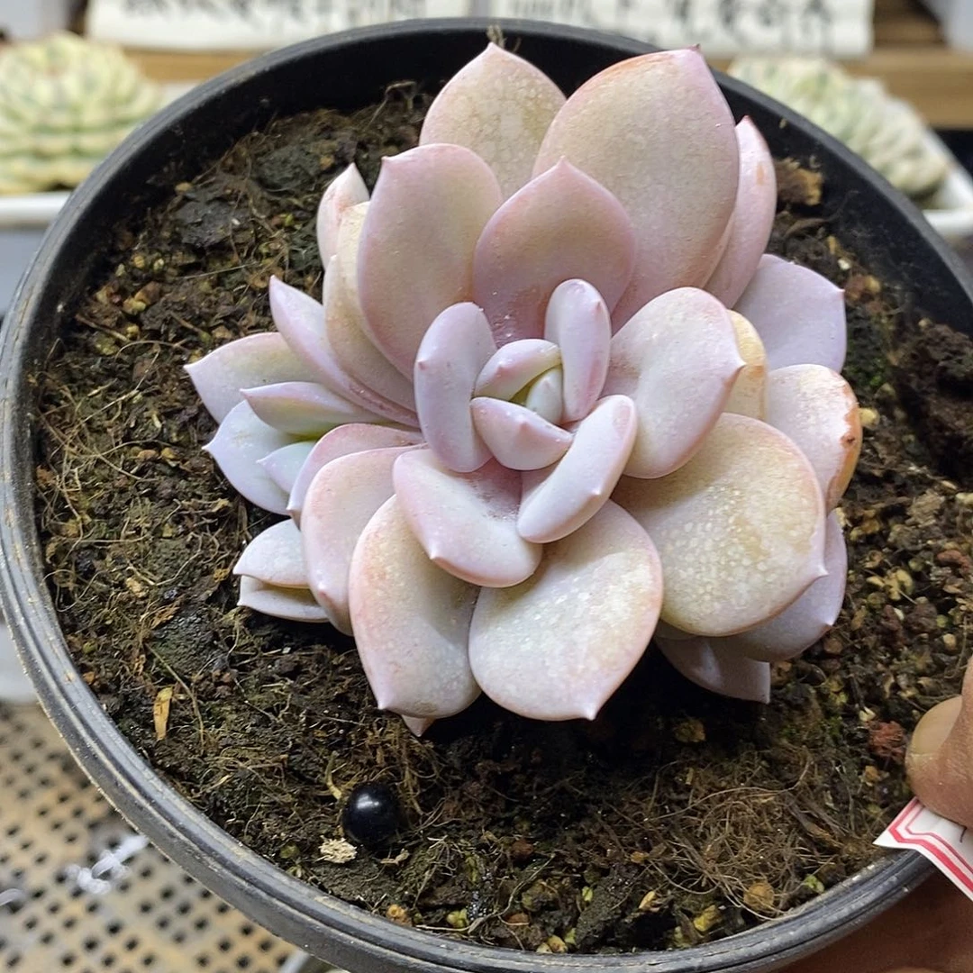 2373 状态奶茶 3 头
