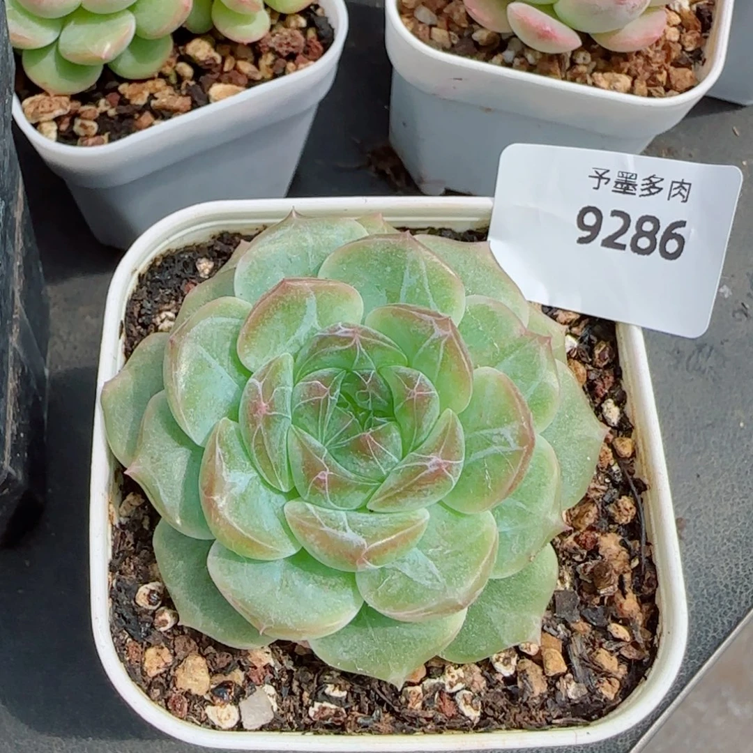 无尽灯，9286多肉植物