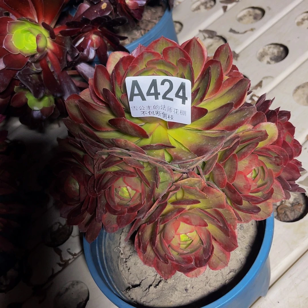 法师法师7–36包邮法师