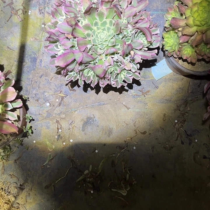 多肉法师植物链接44