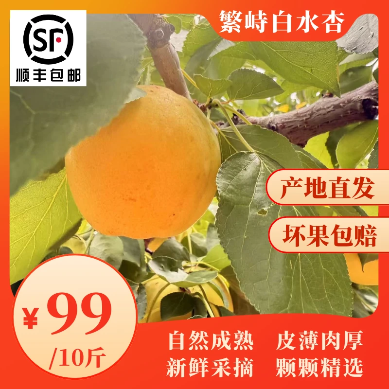 繁峙白水大杏 10斤 当日采摘产地直发顺丰包邮