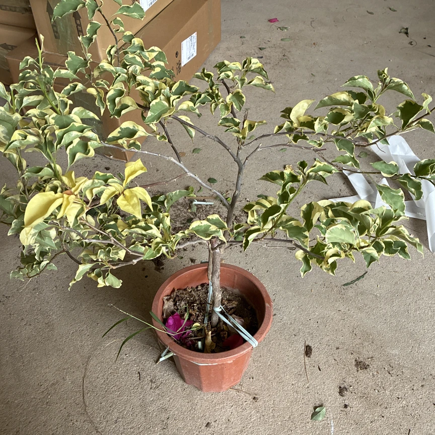 朋友种到不种处理了/花叶卷叶三角梅/原生苗/种了两年/叶子比较少
