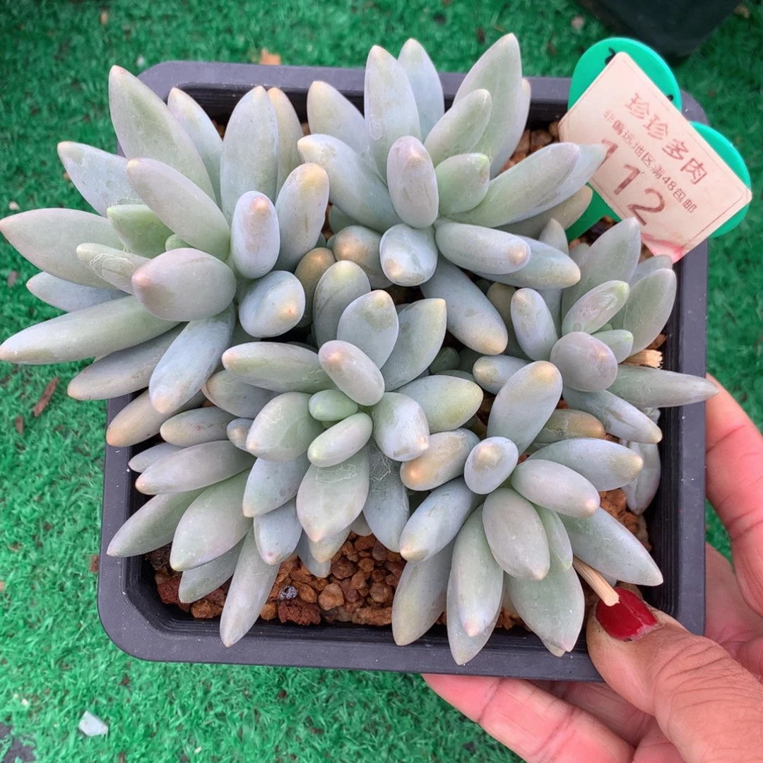 白兰地捧花一物一拍