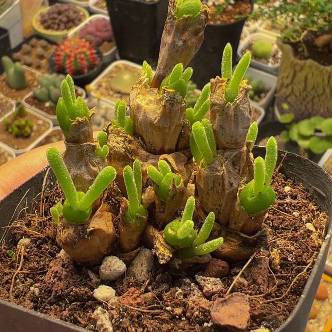 752多肉植物种类多样