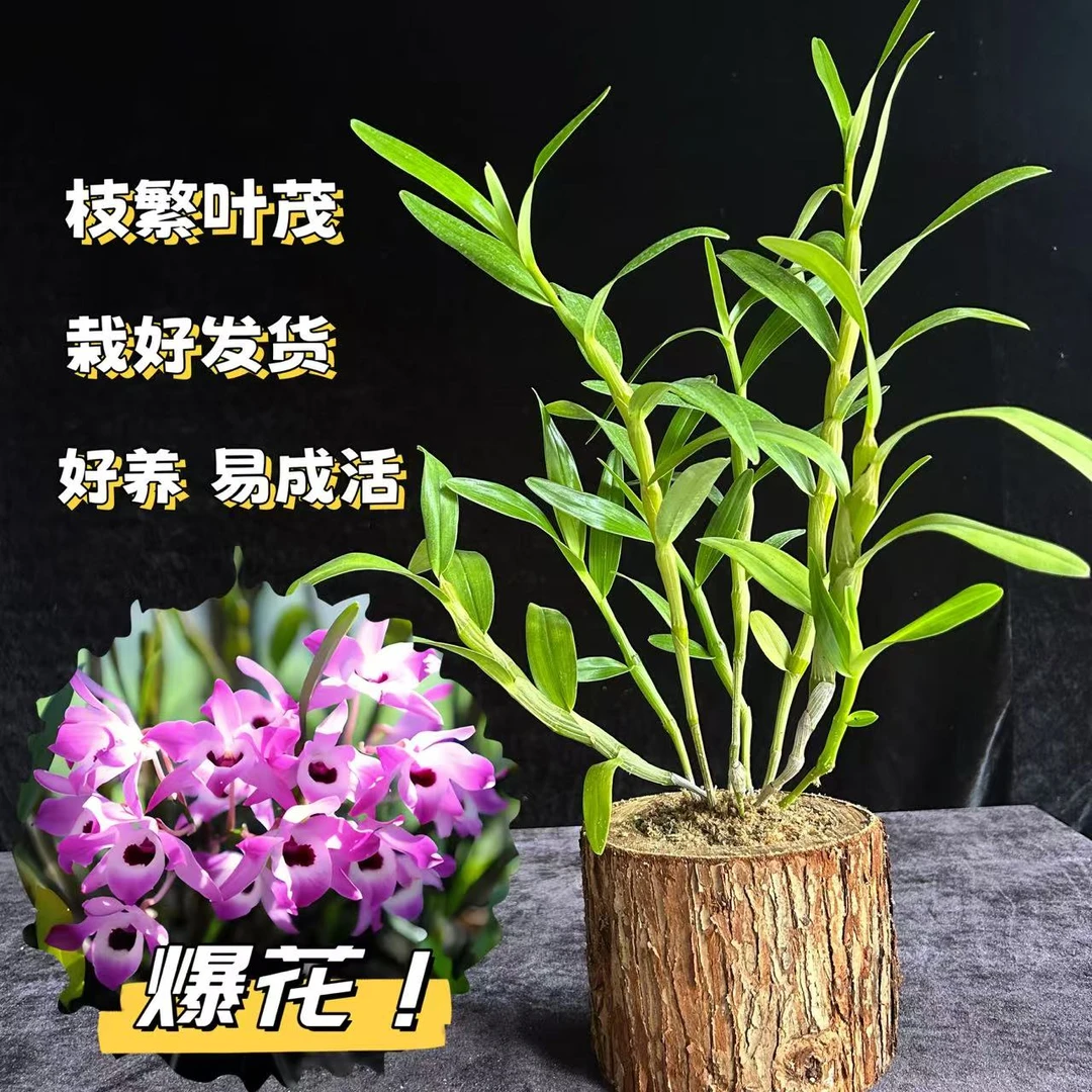 金钗石斛带木桩花卉 盆栽绿植铁皮石斛兰花直播间现场