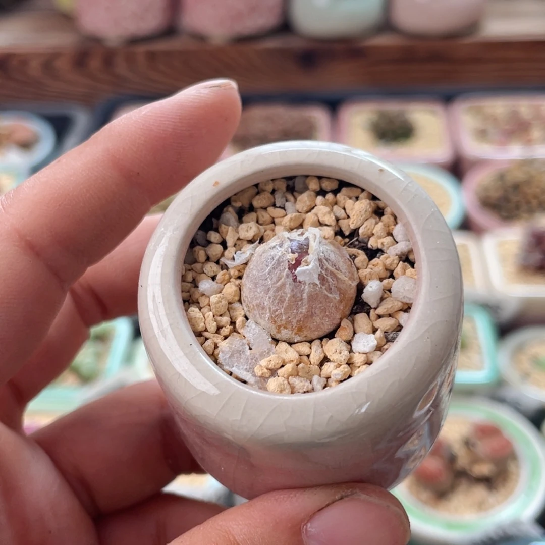 追***️无花朵1792 -一物一拍 带盆