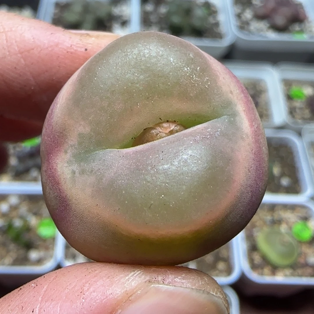 2.5漂亮多肉植物155
