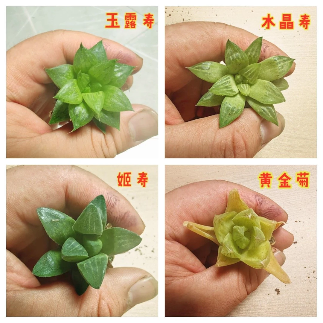 水晶寿玉露寿多肉植物组合黄金菊姬寿喜阴植物办公室内桌面好养活