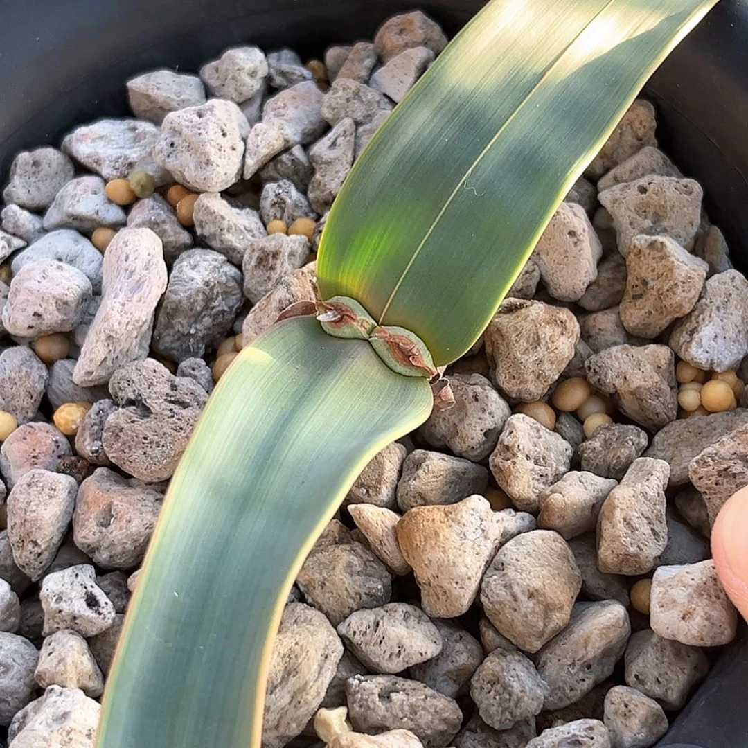 潮流植物百岁兰，金线