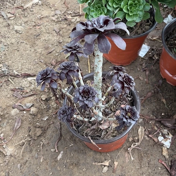墨发玫瑰玫瑰玫瑰