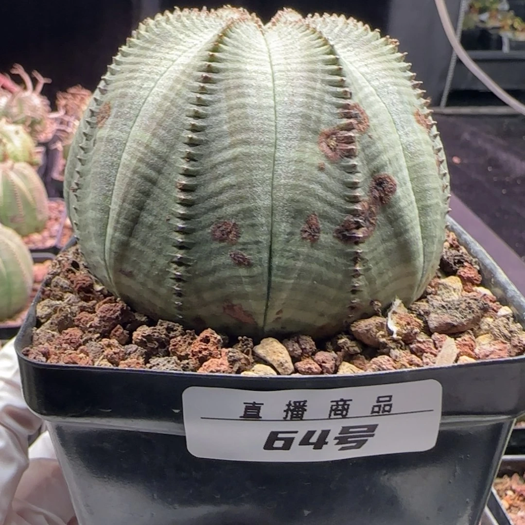 64号欧系布纹球，实生，尺寸（）厘米带盆