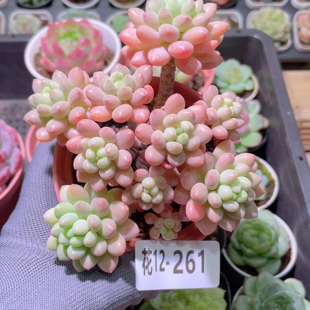 花利美12-261洛可可