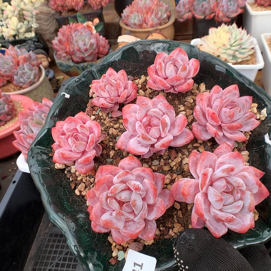 741雪天使多肉植物6666