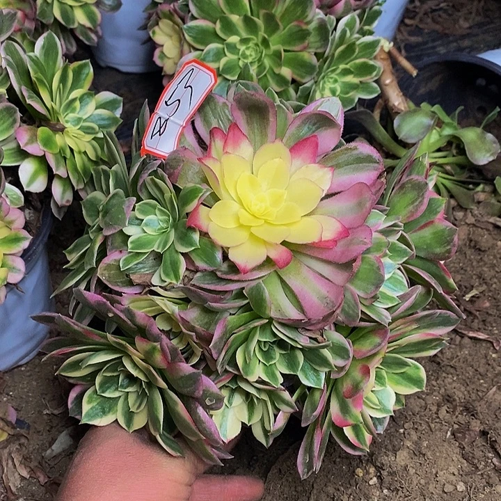 海仙老桩捧花853号