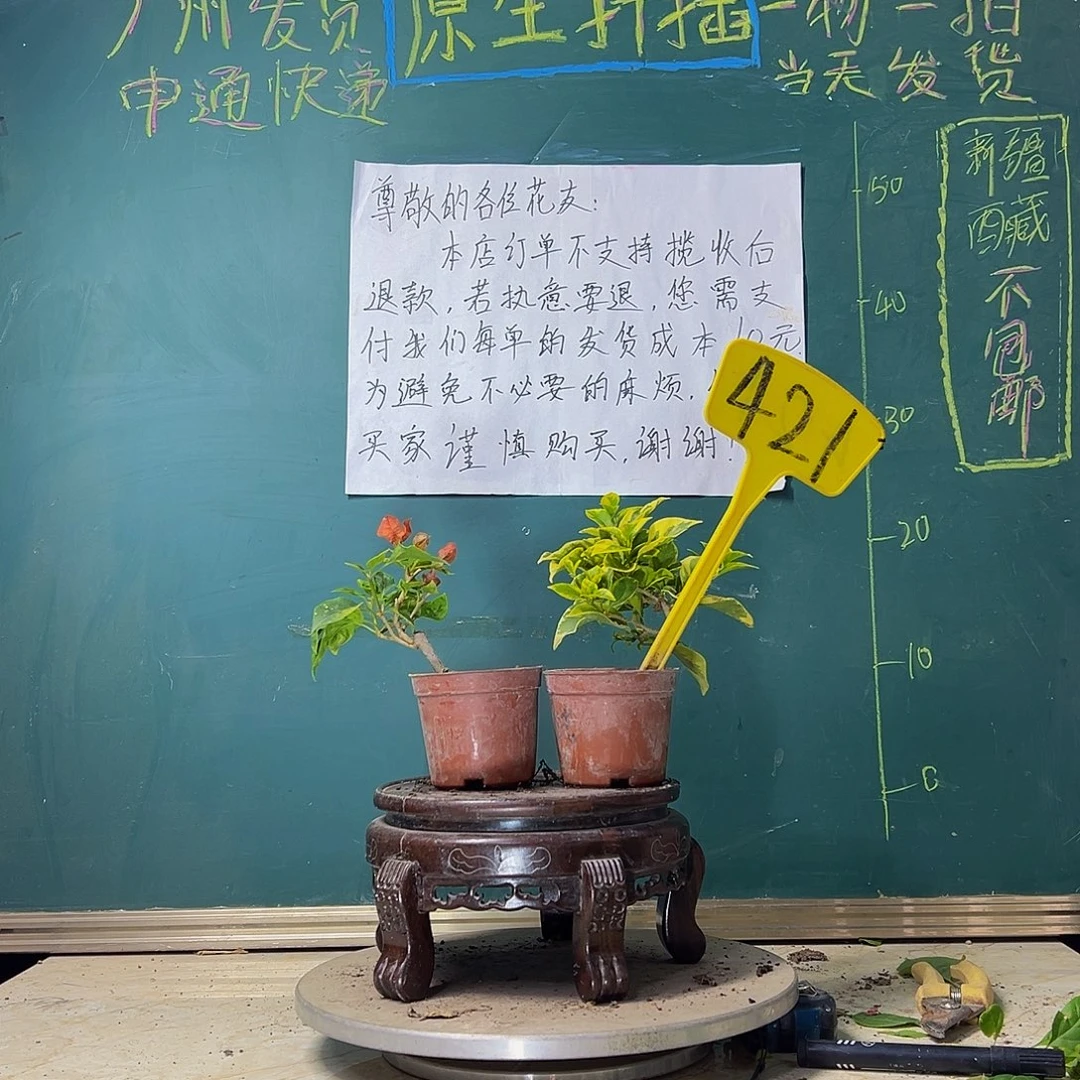 当前无花栽培后可以开花香港丽人掌中宝 金边浅紫掌中宝421