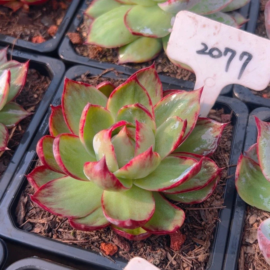 惊鸿仙子一物一拍2077号