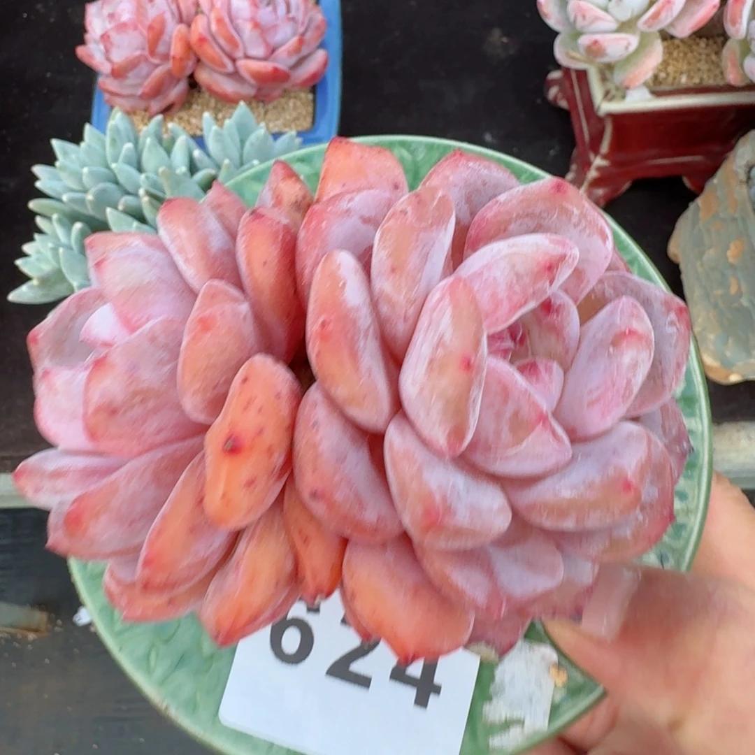 雪之魄          摇身一变高富帅，一夜暴富动作快