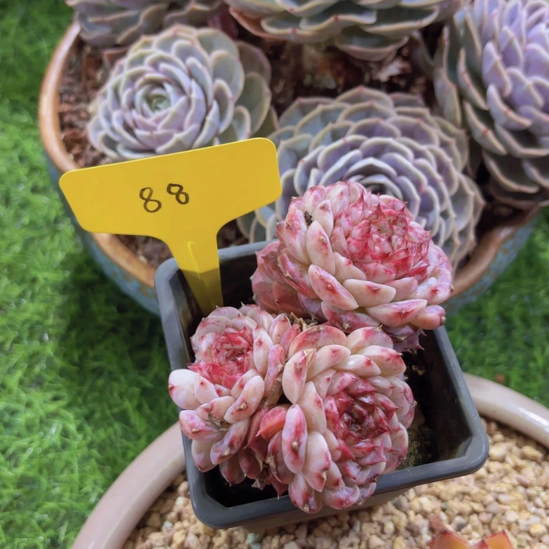 重****肉我的小可爱们都好可爱