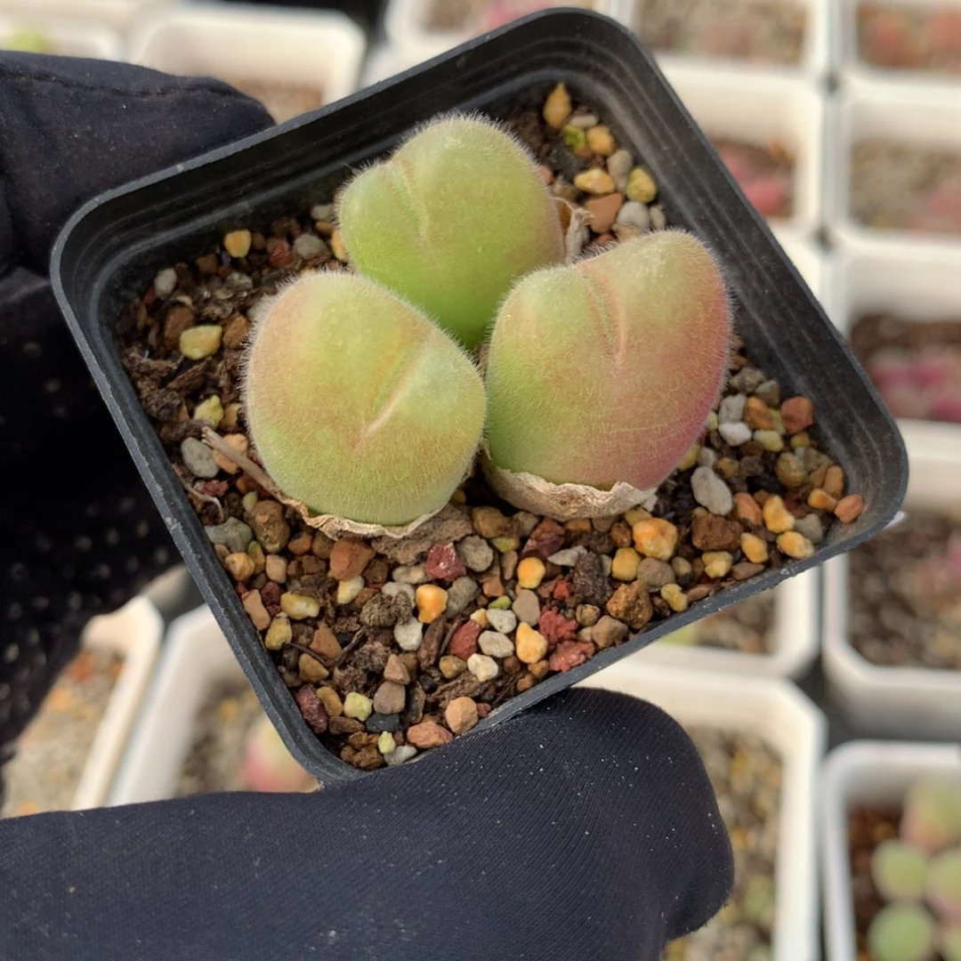 a557毛翠滴母本一颗