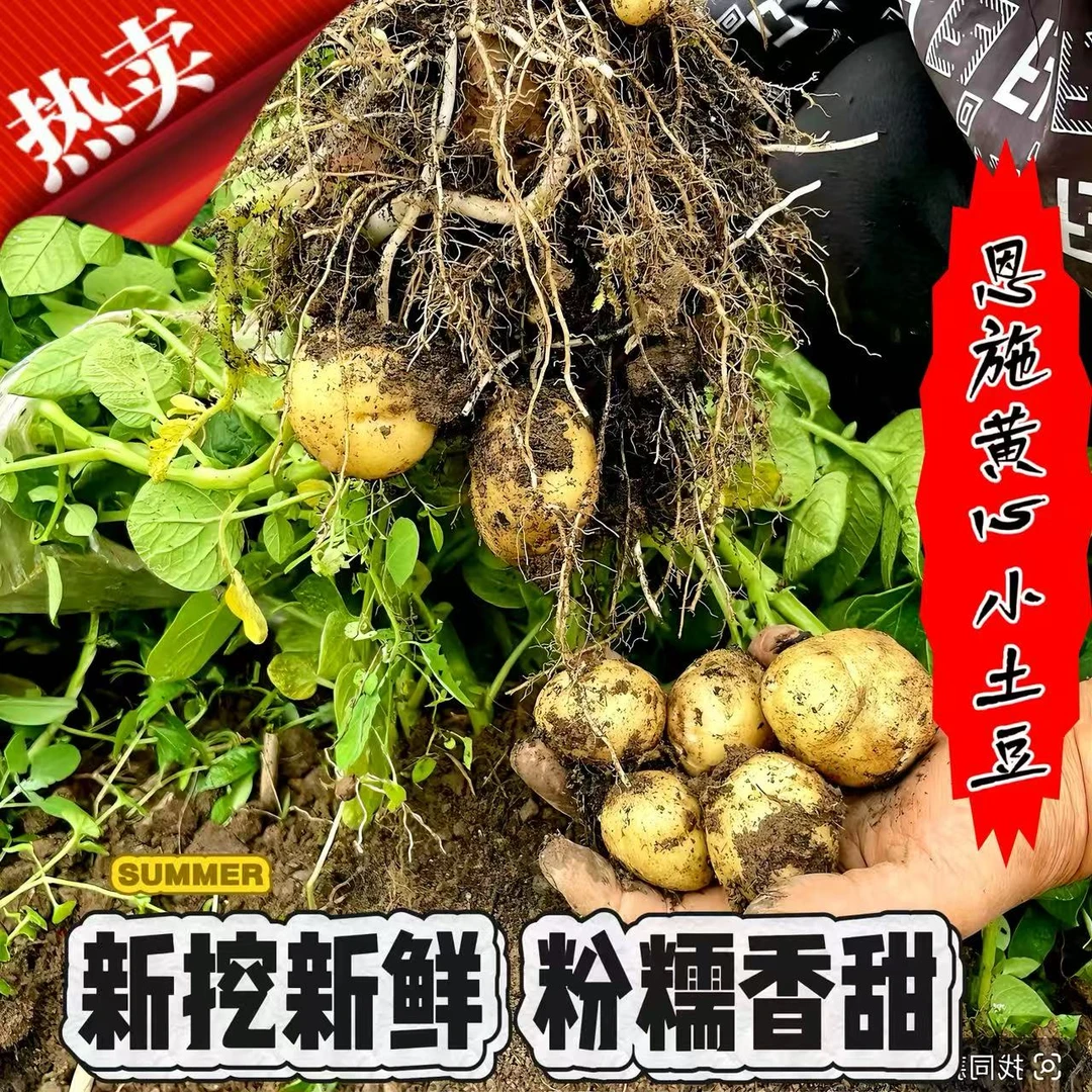 正宗恩施迷你小土豆黄心土豆新挖新鲜粉糯香甜农家自种洋芋马铃薯