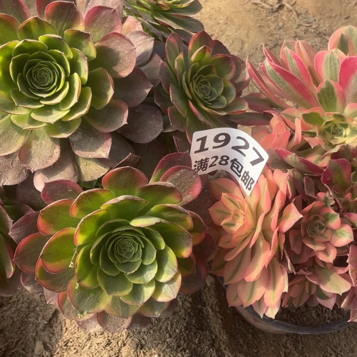 伍*天1927两个多肉植物一号棚A