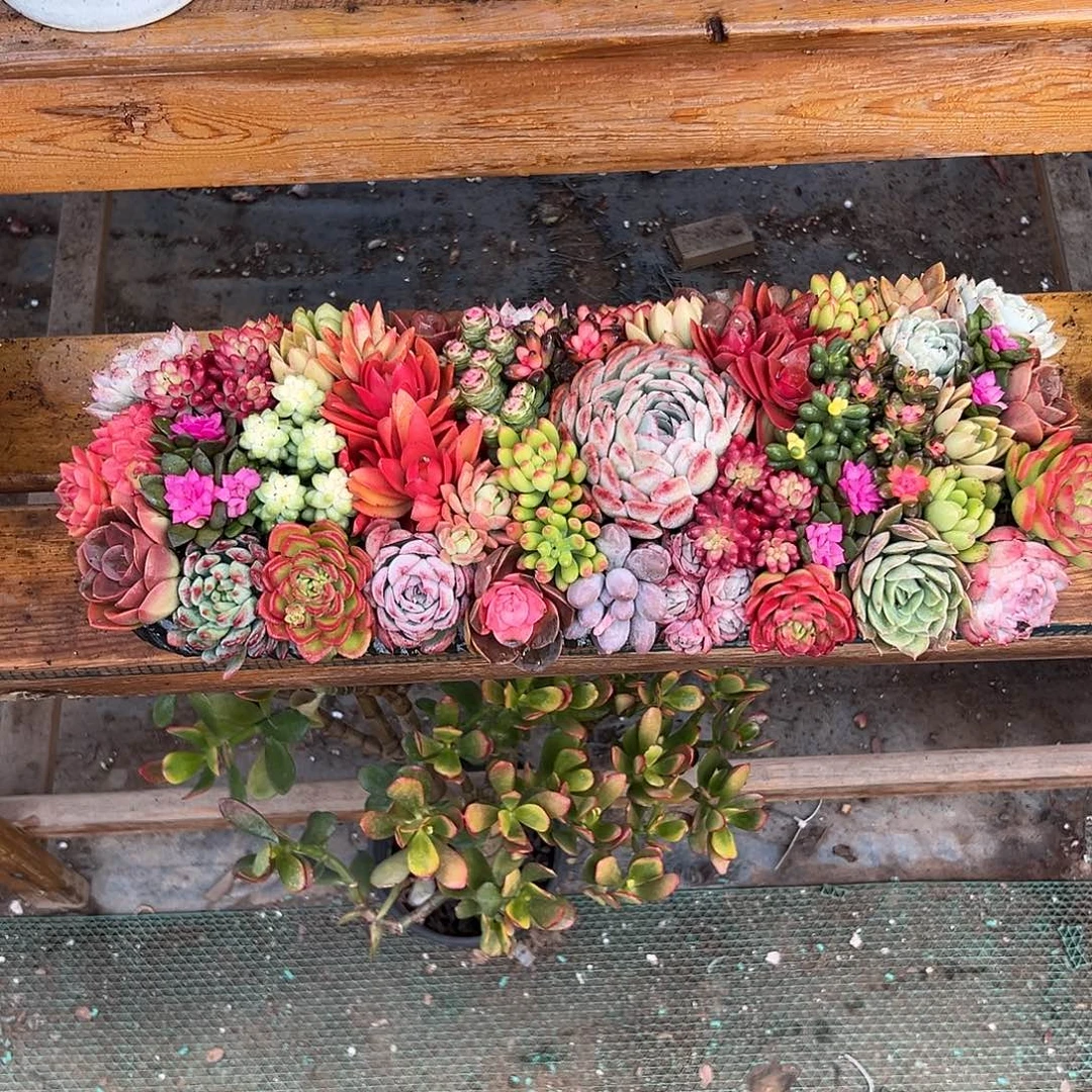 经典大长条多肉组合