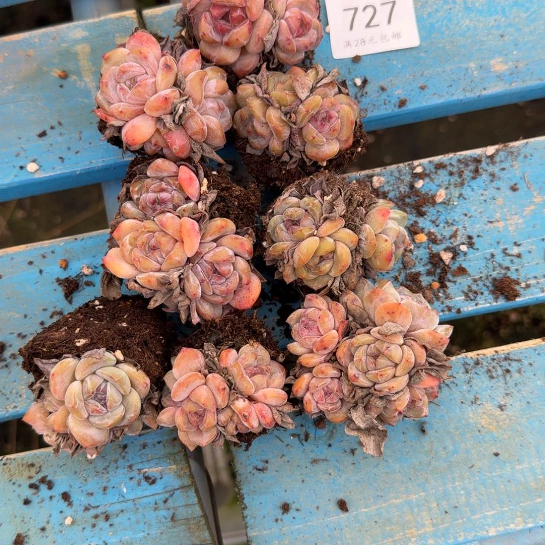 罐**干727石榴籽星影8颗打包5-6cm左右