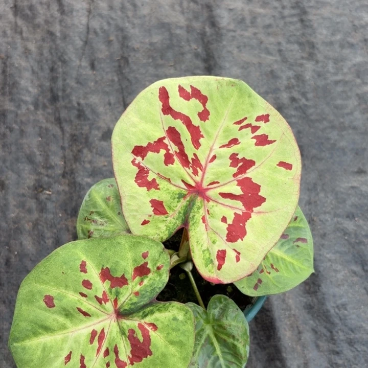 完全开放泰国彩叶芋20