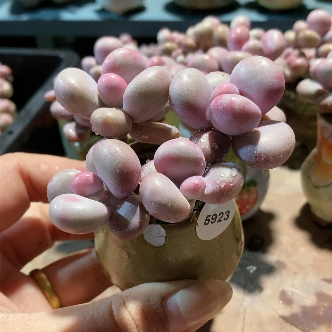 *‍****5923腮红腰子蛋带微瑕盆