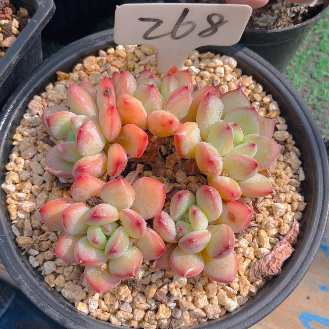 努****?268dghhjjjjjjjj