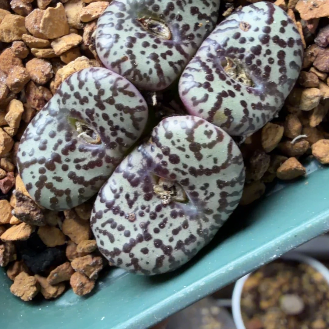 wc母本一颗福利！735号