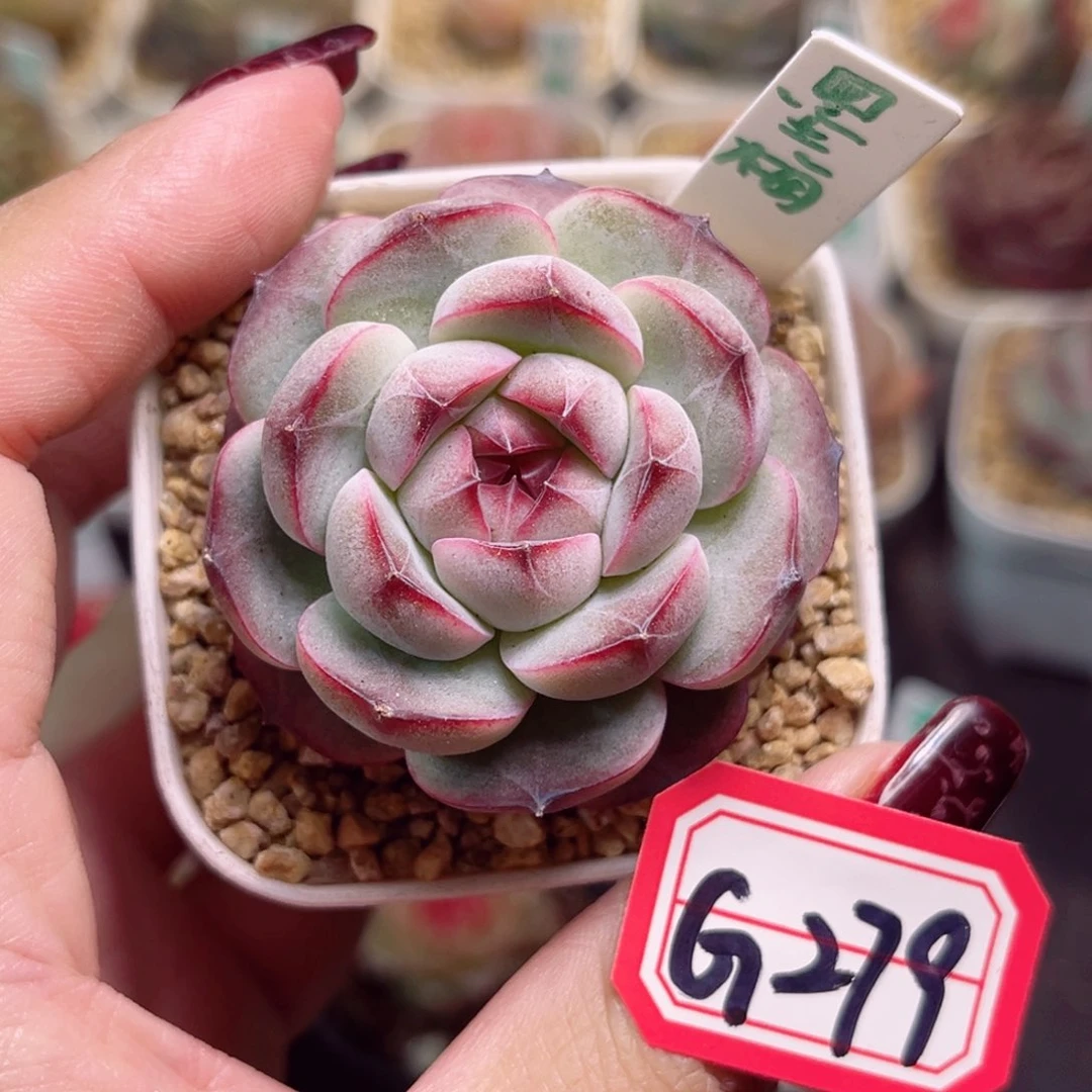 精***神G279一物一拍 墨梅