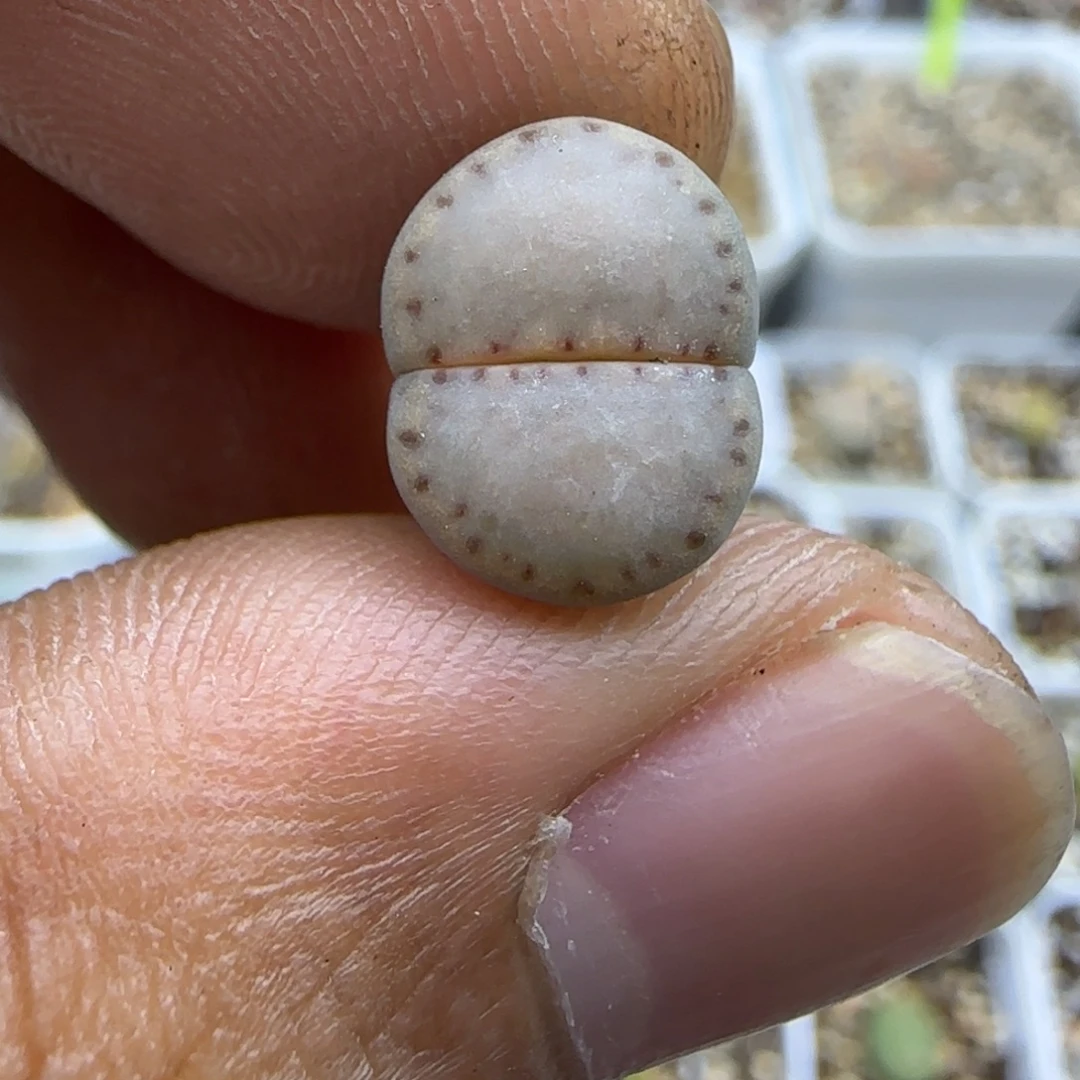 276 生石花大棚直播