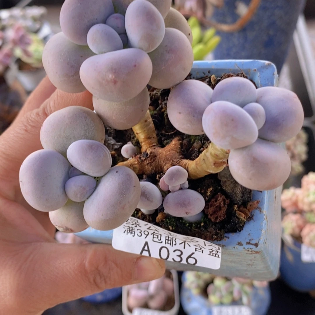 芭比奶洛8cm036多肉