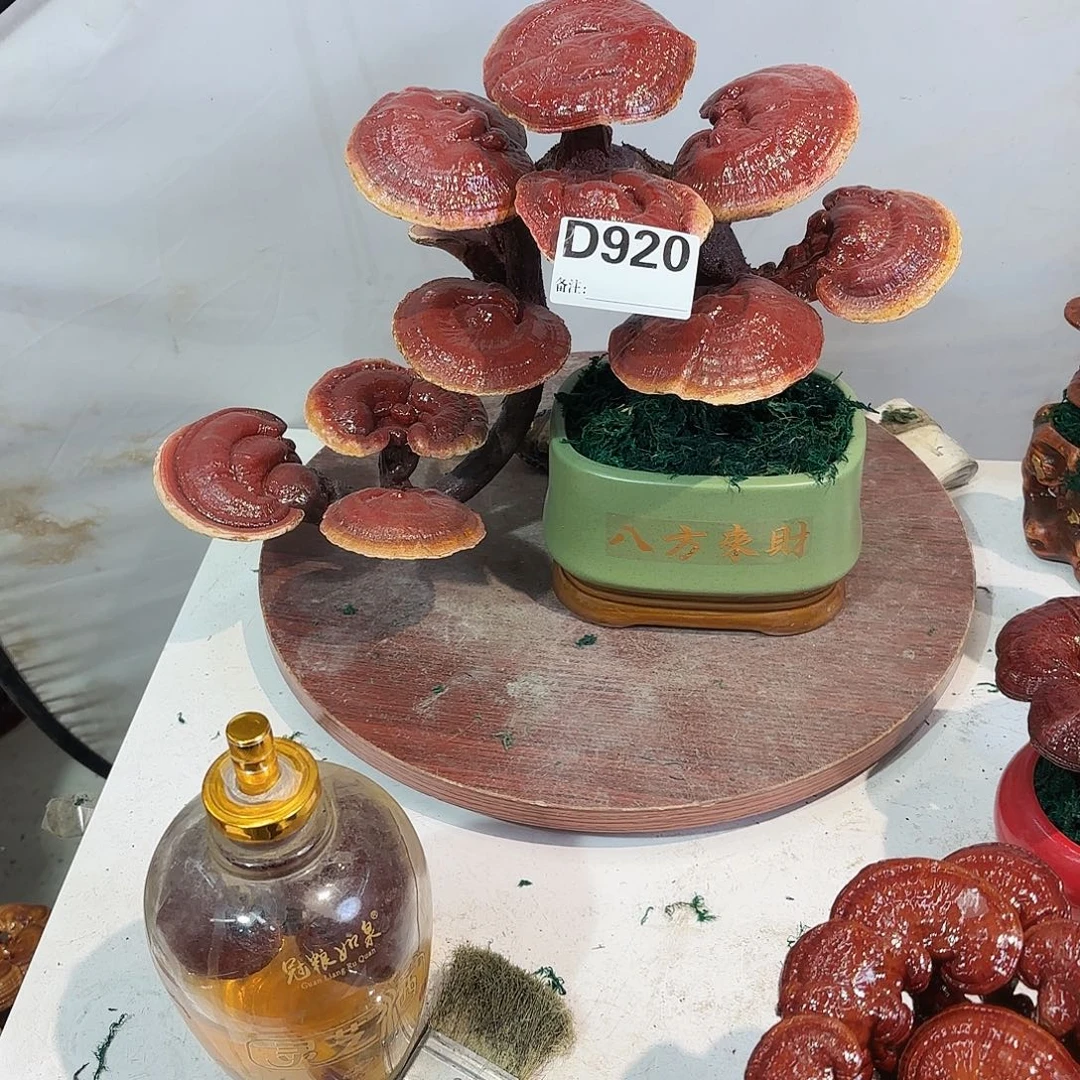 无花朵灵芝5588858558858888