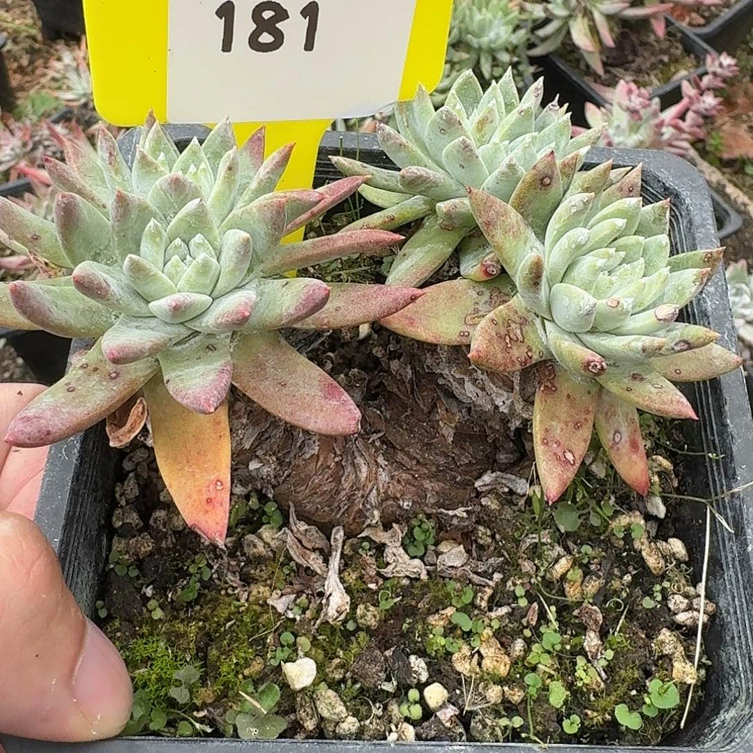 雪***莉多肉植物仙女杯1217181