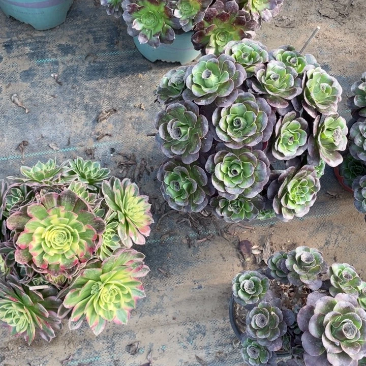 55魅金多肉植物多肉多肉