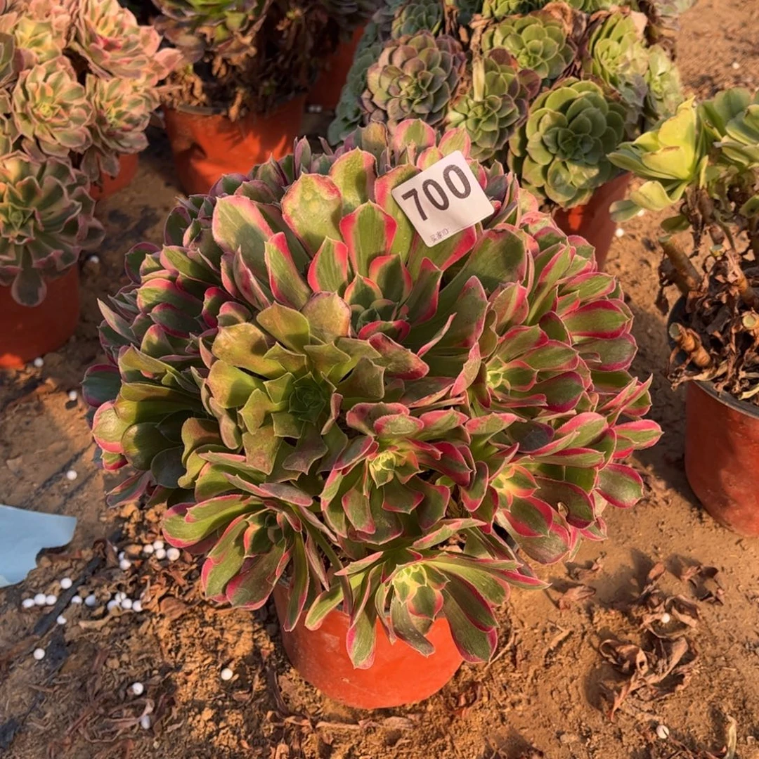 妖月700不包断枝的