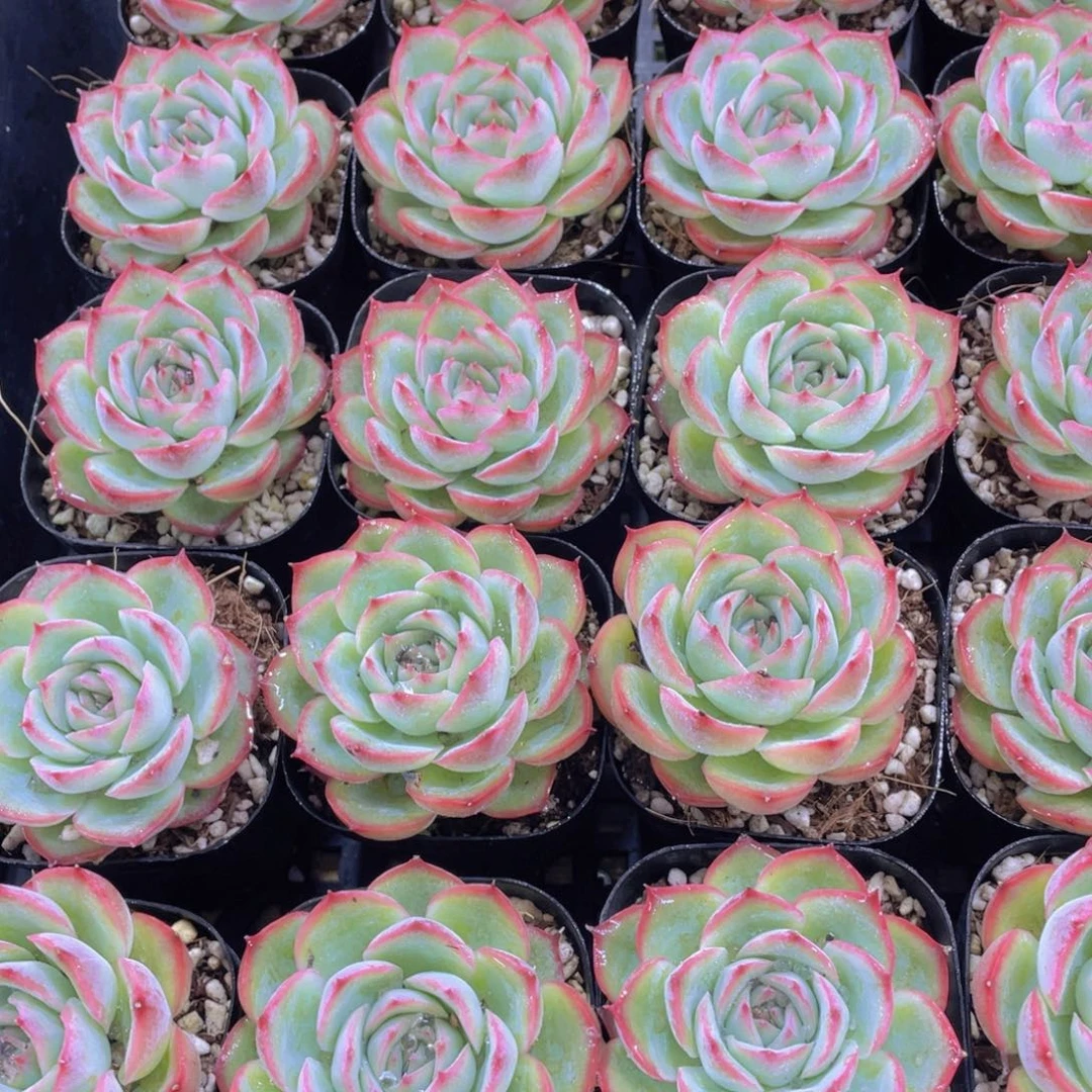 量拍37号 玫瑰花侧影单头一个