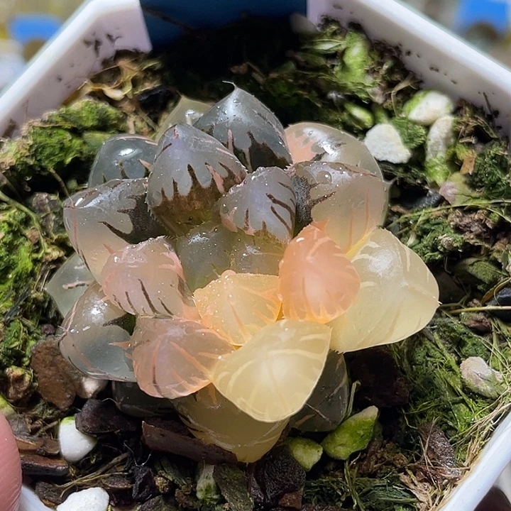 727水中月錦特選福利