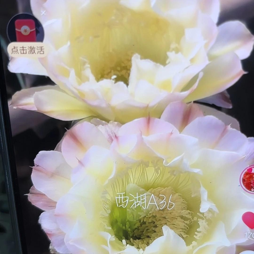 A36彩侧牙20包邮仙人球32